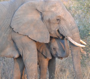 Mother and baby elephan