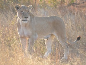 female lion