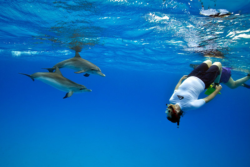 trip_swim_dolphins